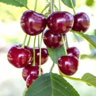 Саженец Вишня Эрди крупноплодная